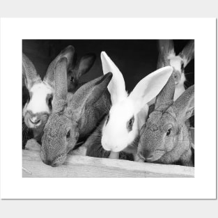 Rabbits Posters and Art